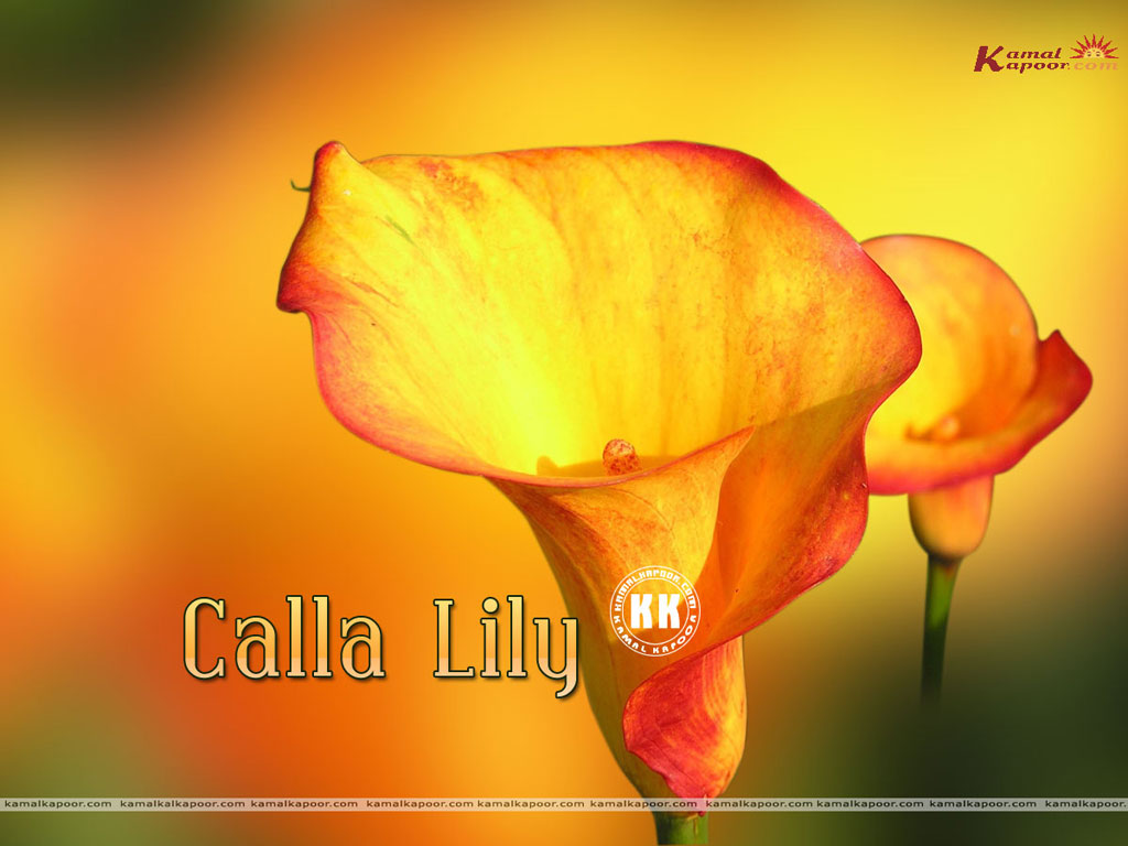 Calla Lilly Wallpaper
